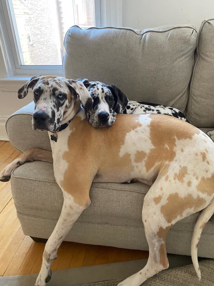 Xena and Kota, submitted by Ripley Hammond